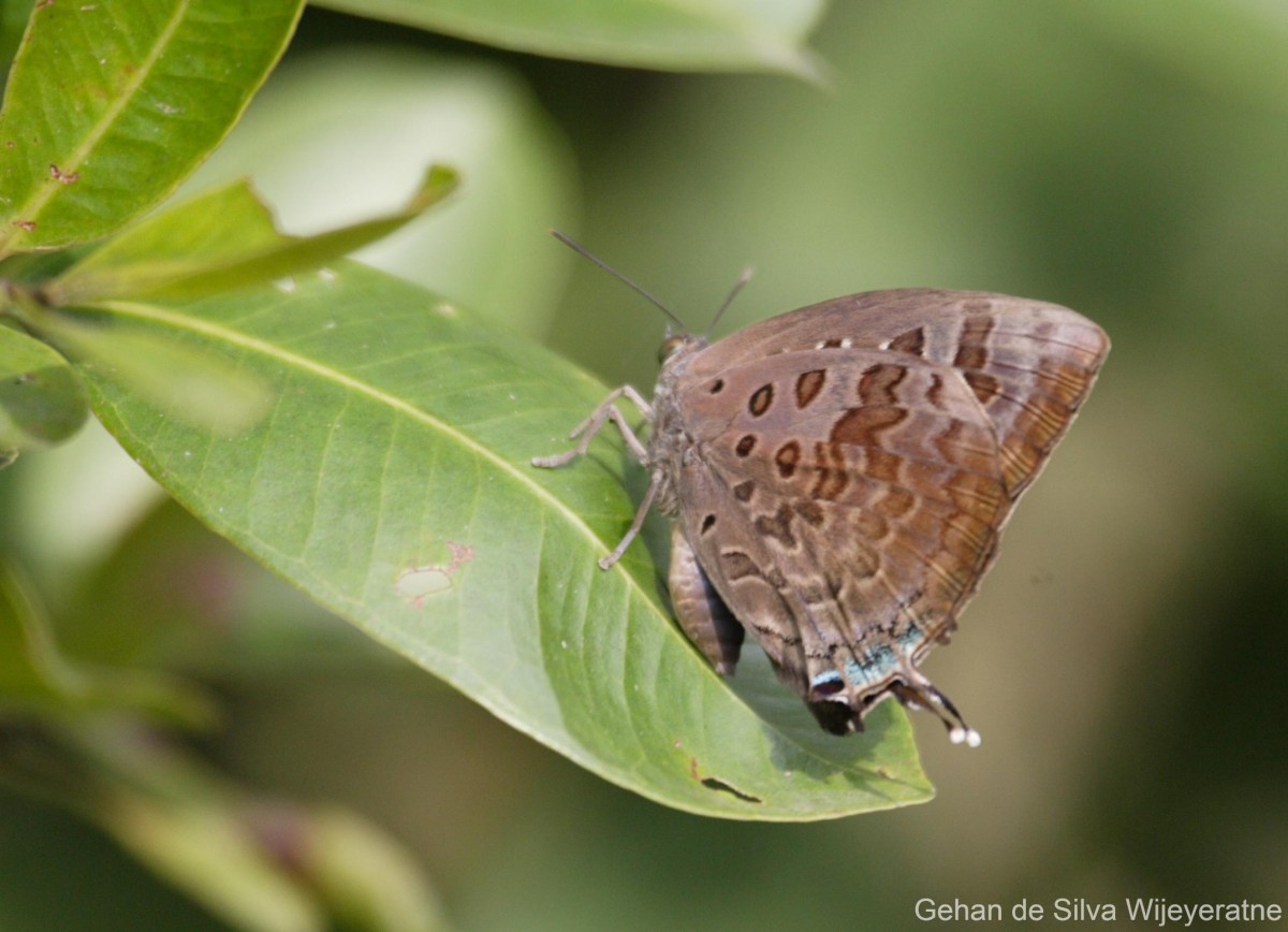 Arhopala amantes Hewitson, 1862